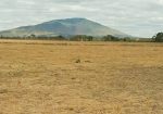 OLIVE COURTS PHASE 3 PLOTS FOR SALE IN THIKA