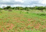 BARAKA GARDENS PHASE 4 PLOTS FOR SALE IN MATUU.