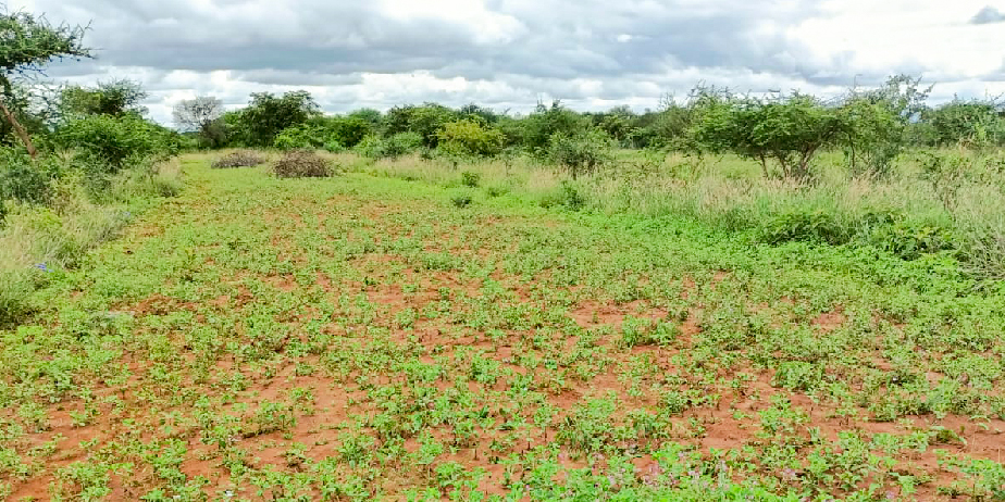 BARAKA GARDENS PHASE 4 PLOTS FOR SALE IN MATUU.