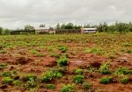 PRECIOUS GARDENS PHASE 1 PRIME PLOTS IN KIVANDINI MATUU