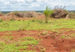 ZURI GARDENS 1 ACRE PLOTS FOR SALE IN MALINDI