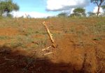 AMANI GARDENS PHASE 7 PLOTS FOR SALE IN KITHYOKO