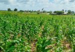 ZURI GARDENS PHASE 3 ACRE PLOTS FOR SALE IN MALINDI
