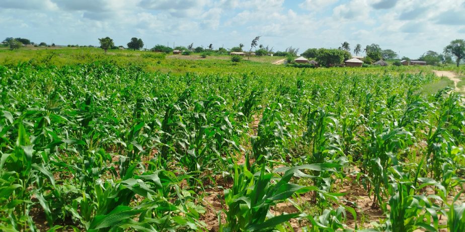 ZURI GARDENS PHASE 3 ACRE PLOTS FOR SALE IN MALINDI