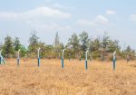 OLIVE COURTS PHASE 5 PLOTS FOR SALE IN THIKA