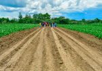 SUCCESS GARDENS PLOTS FOR SALE IN NAKURU