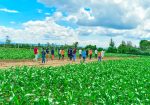 SUCCESS GARDENS PLOTS FOR SALE IN NAKURU
