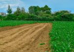 SUCCESS GARDENS PLOTS FOR SALE IN NAKURU